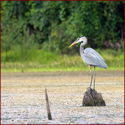Photo d’un grand héron posé sur un rocher émergeant d’un lac