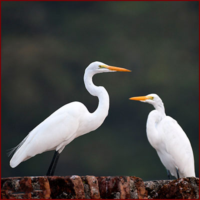 Photo de deux Grandes aigrettes sur un mur au-dessus de la mer