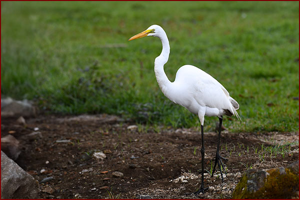 Photo d’une Grande aigrette dans un champ près d’une rivière