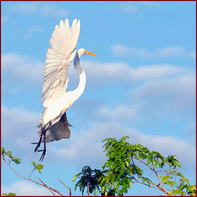 Superbe envol d’une grande aigrette sur fond de ciel bleu