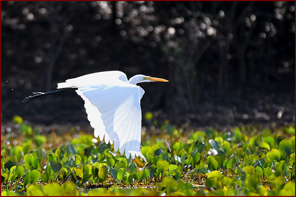Photo d’une Grande aigrette en vol au-dessus d’une rivière