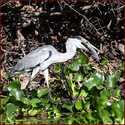 Photo d’un Heron cocoi avec un poisson dans le bec sur la rive d’une rivière