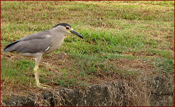 Photo d’un bihoreau gris posé sur un mur