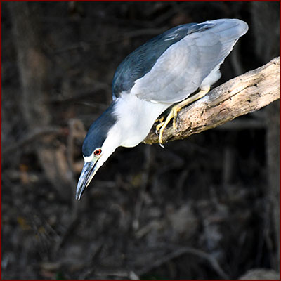 Photo of a Black-crowned Night Heron perched above the water, ready to dive