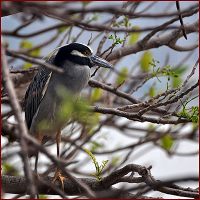 Photo of a Black-crowned Night Heron hidden in the branches of a tree