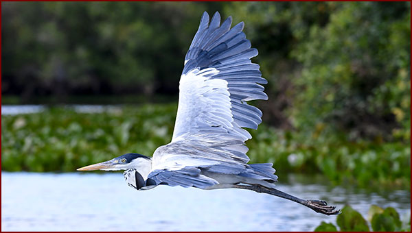 Birds of Panama, Herons & Egrets (Art. 1)