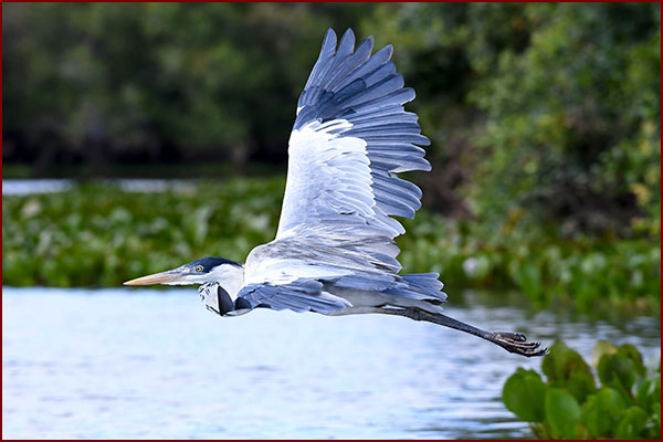 Photo of a Cocoi Heron in flight passing in front of vegetation