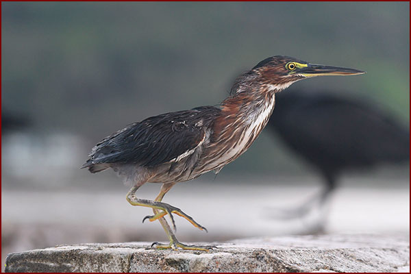 Close-up photo of a Green Heron perched on a wall