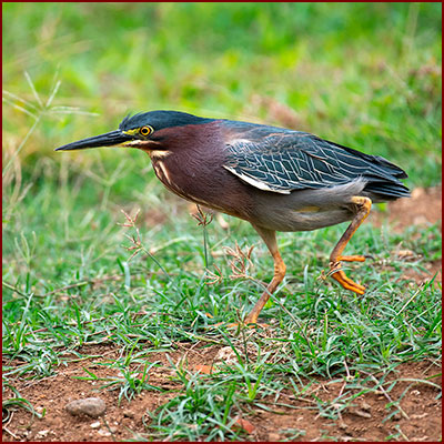Photo of a Green Heron hunting crabs in a field