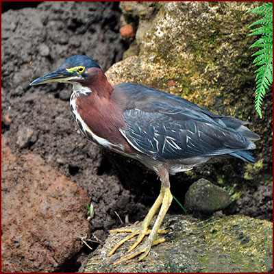 Photo of a Green Heron perched on a rock