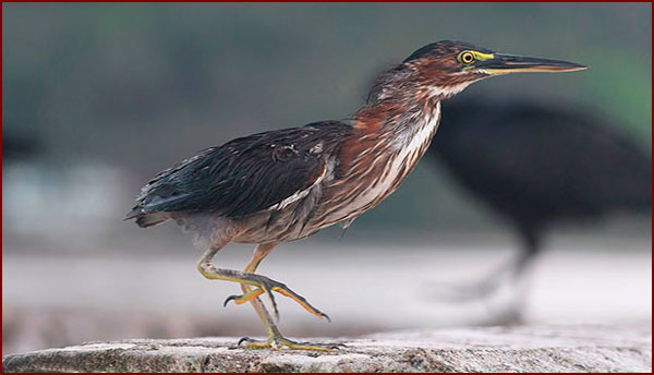 Oiseaux du Panama, Hérons & Aigrettes (Art. 2)