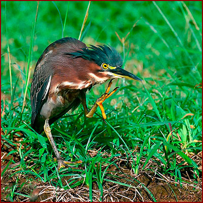 Photo d’un héron vert se grattant le cou avec sa patte