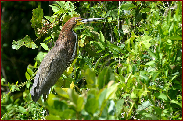 Photo of a Rufescent Tiger-Heron in the bushes on a river bank