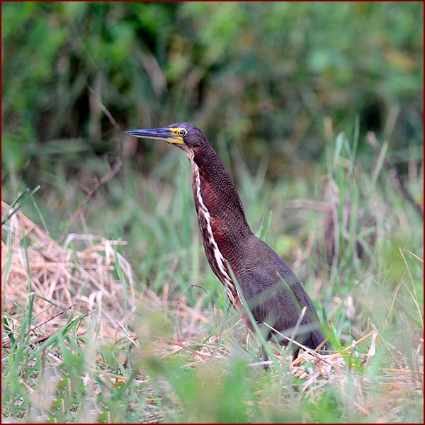 Photo of a Rufescent Tiger-Heron in a swamp