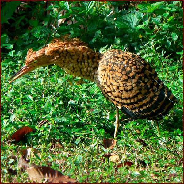 Photo of a juvenile Rufescent Tiger-Heron