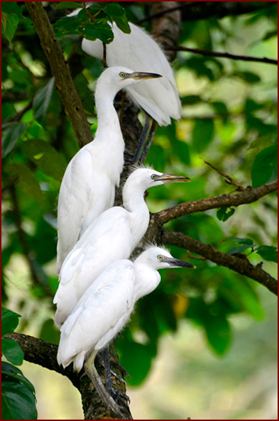 Photo of 3 immature Cattle egrets perched near their nest