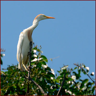 Photo of a cattle egret perched atop a tree