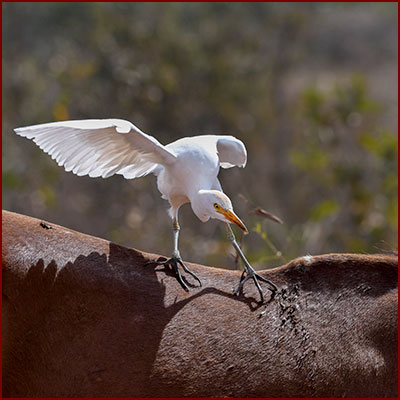 Photo of a cattle egret on a cow's back