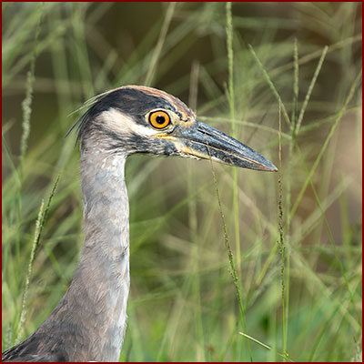 Portrait photo of a Yellow-crowned Night-Heron