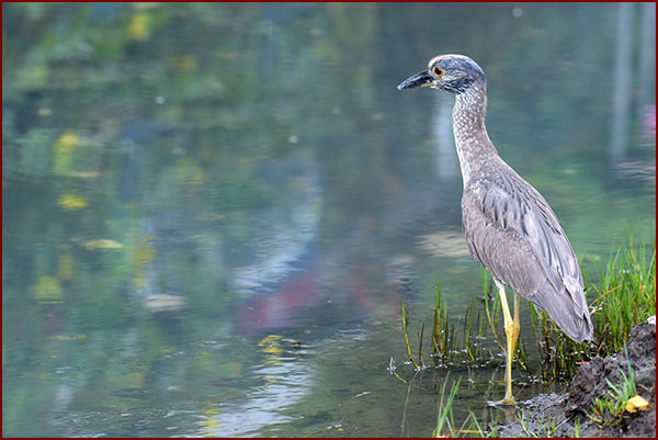 Photo of a juvenile Yellow-crowned Night-Heron fishing by a river