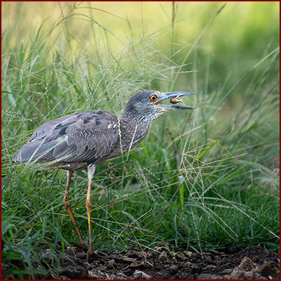 Photo of a Yellow-crowned Night-Heron with a fiddler crab in its beak