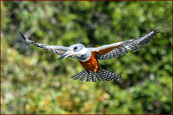 Ringed Kingfisher hovering before diving