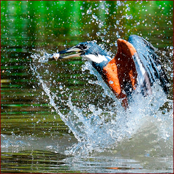 A female Ringed Kingfisher emerges from a dive with her fish