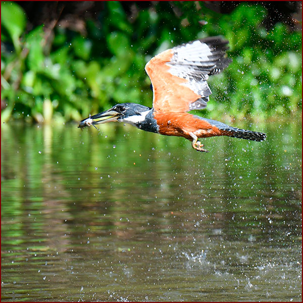 Female Ringed Kingfisher returning to her perch with her fish