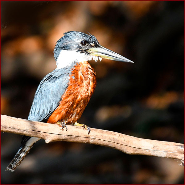 A male Ringed Kingfisher on his perch