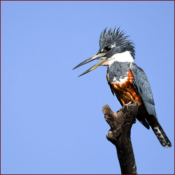 A female Ringed Kingfisher on her perch waiting for a fish to pass