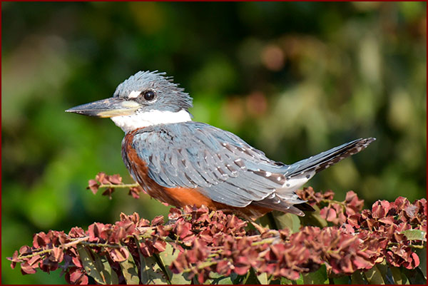 A male Ringed Kingfisher on a flowering branch