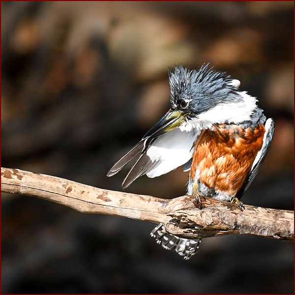 A male Ringed Kingfisher preening his feathers after a dive