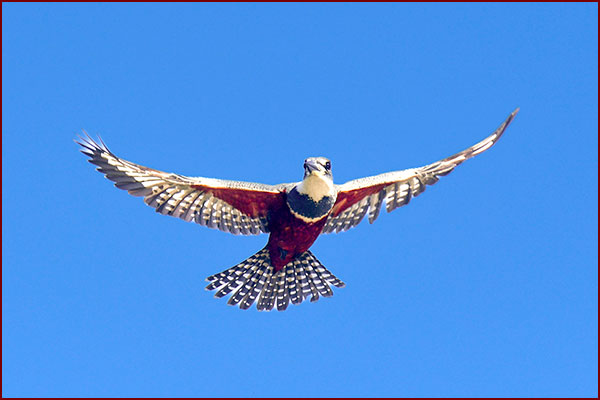 Female Ringed Kingfisher hovering before diving