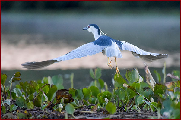 Photo d’un bihoreau gris s’envolant au-dessus de l’eau