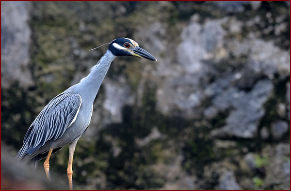 Photo d’un bihoreau violacé en plumage de période nuptiale.