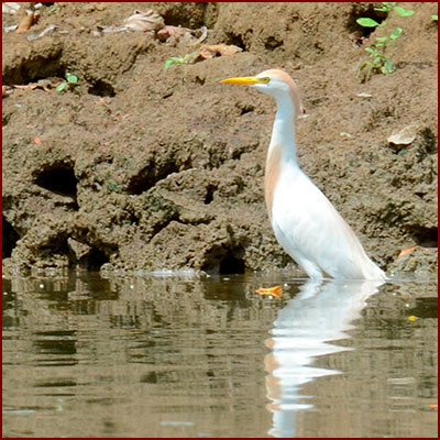 Photo d’un héron garde-bœufs les pattes dans l’eau d’une rivière