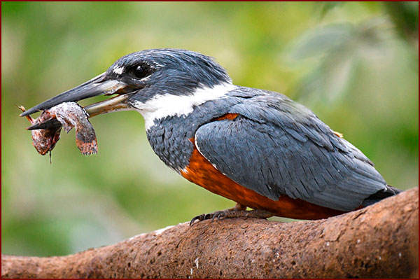 Martin-pêcheur à ventre roux femelle sur son perchoir avec son poisson
