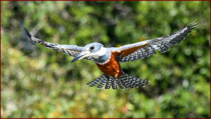 Oiseaux du Panama, les Martins-pêcheurs (article 1)