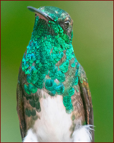 Close-up photo of a Snowy-bellied Hummingbird (Saucerottia Edward)