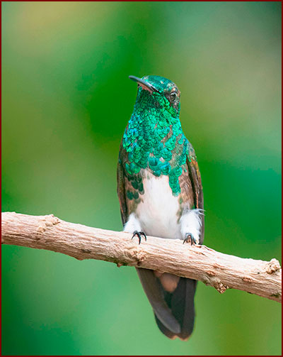 Photo d'une Ariane d’Edward (Saucerottia Edward) posée sur une branche